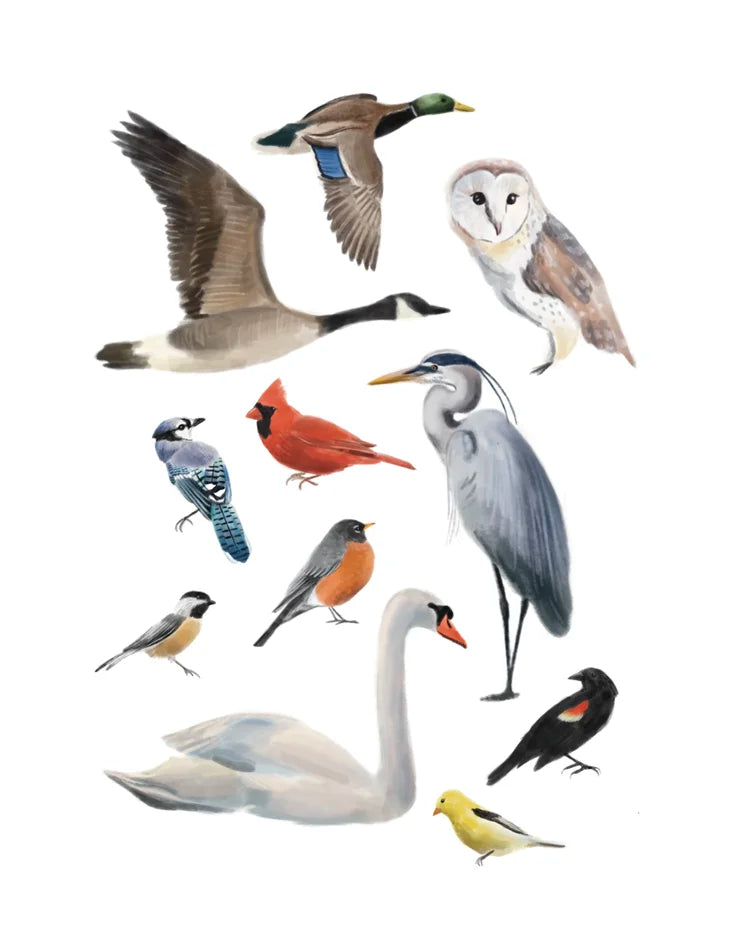 Liz Emirzian Art - Birds of Ontario