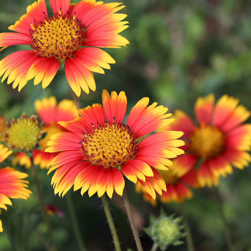 Flower Seeds