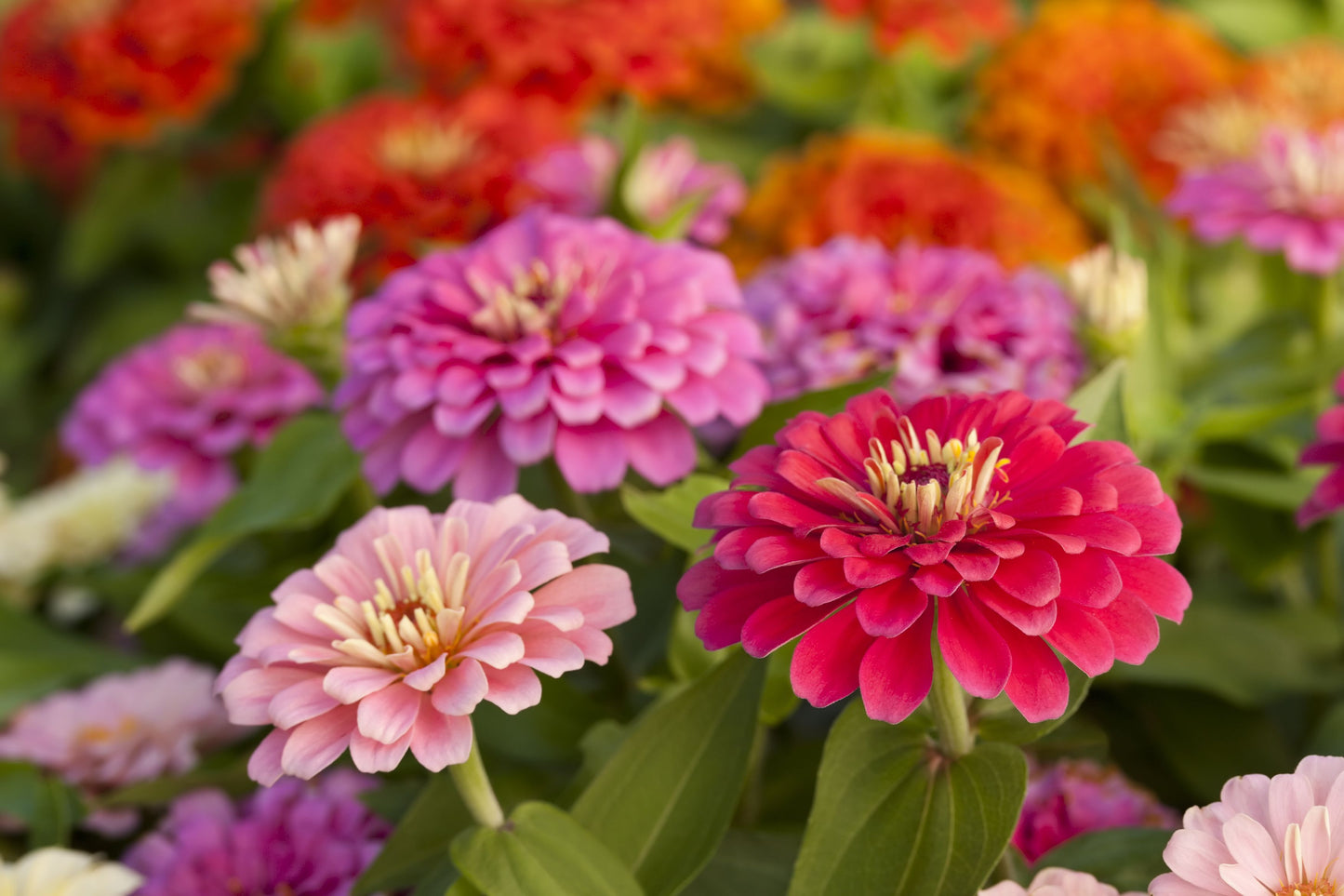 Flower Seeds