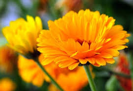 Flower Seeds