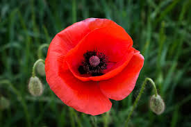 Flower Seeds