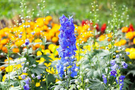 Flower Seeds