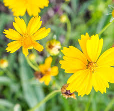Flower Seeds