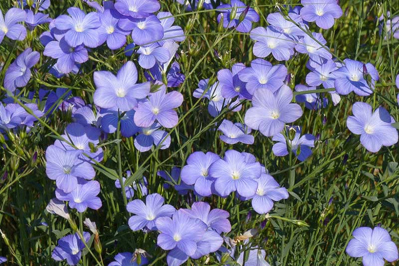 Flower Seeds