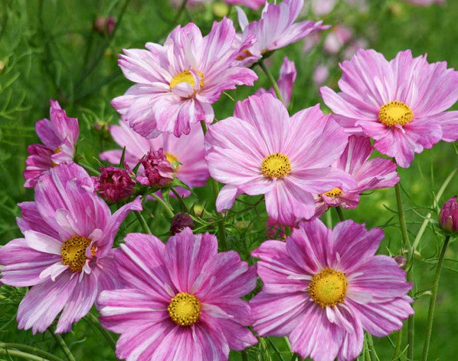 Flower Seeds