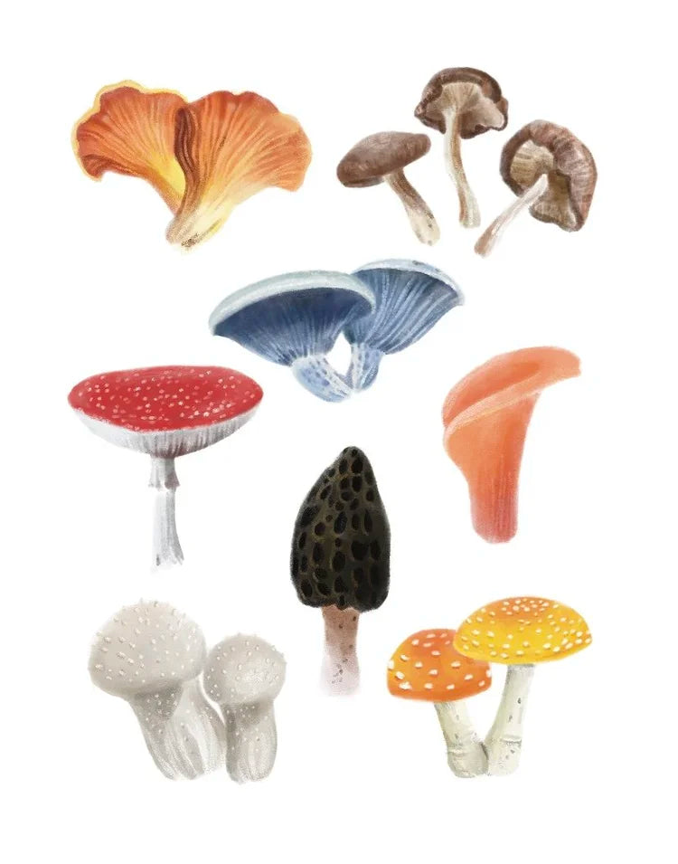 Liz Emirzian Art - Mushrooms of Ontario