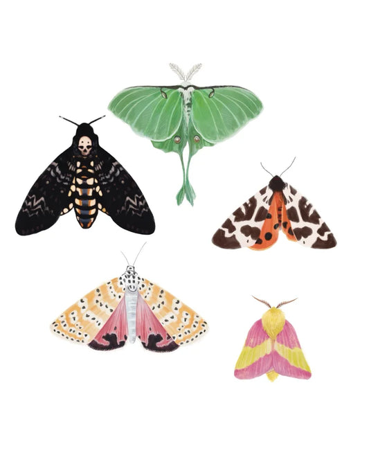 Liz Emirzian Art - Moths