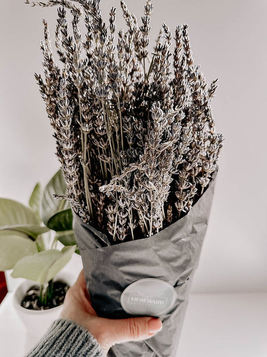 Dried Lavender Bunches