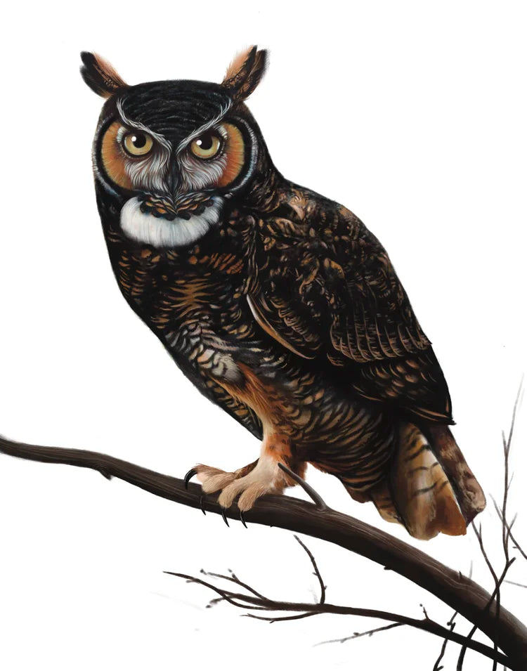 Liz Emirzian Art - Great Horned Owl