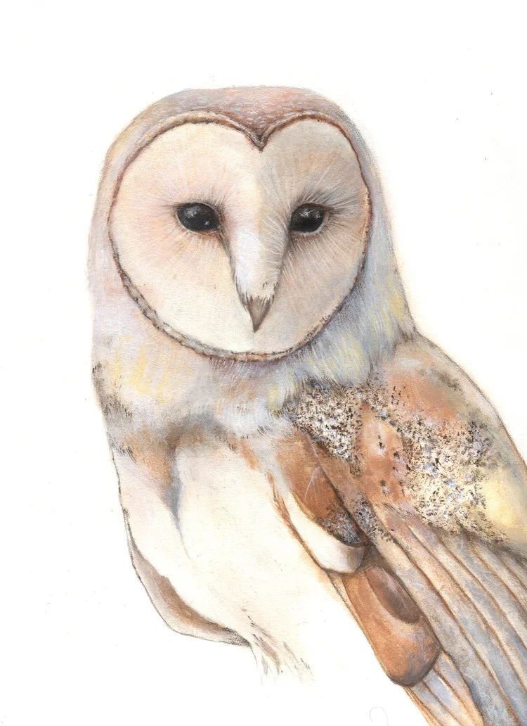 Liz Emirzian Art - Barn Owl