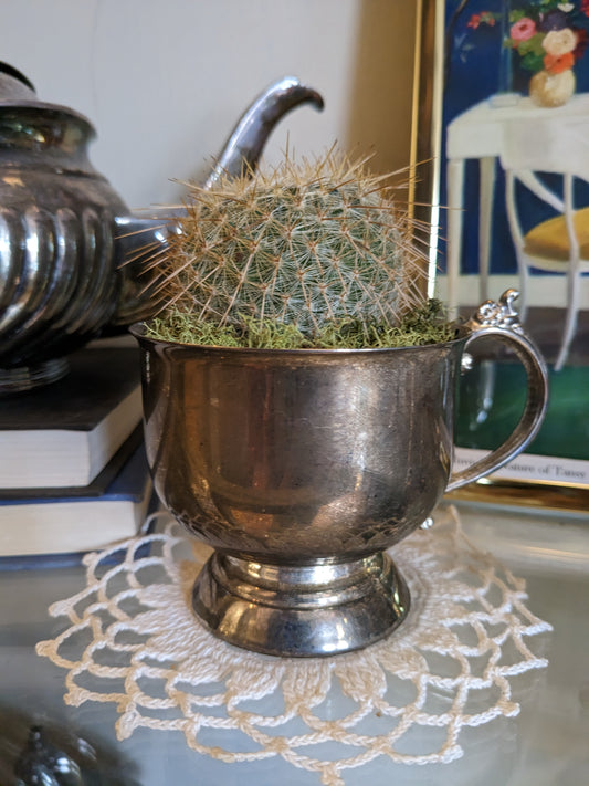 Cacti in Vintage Silver