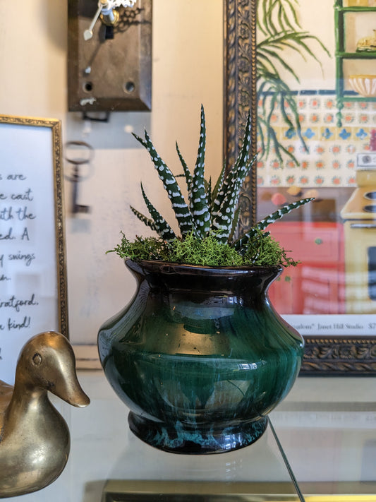 Haworthia in Vintage BMP