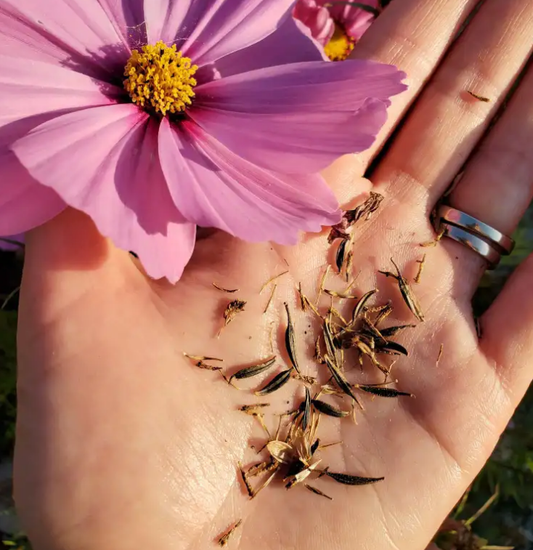 Flower Seeds